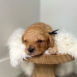 Cavapoo Puppies from Freckles Family Cavapoos