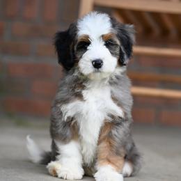Tegu - Merle male Bernedoodle puppy in Dundee, Ohio from Down Home Doodle