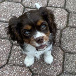 Ellie - Cavalier King Charles Spaniel