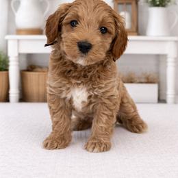 Bobby Brady - Apricot male Goldendoodle puppy in O'fallon, Missouri from Rockin R Doodles
