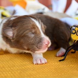 Hive - Red tri-color male Australian Shepherd puppy in Kirksville, Missouri from BellSharps Australian Shepherds