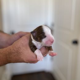 Girl 1 - Miniature Australian Shepherd puppy in Hyrum, Utah from Amie's Aussies & Doodles