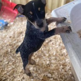 Australian Cattle Dog Puppies from Cowboy Tuff Stock Dogs