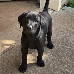 Red collar male - Black male Labrador Retriever puppy in Stokesdale, North Carolina from Belews Creek Gundogs