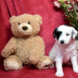 Bernedoodle and Miniature Australian Shepherd Puppies from Miller's Aussie,Bernedoodle Pups!