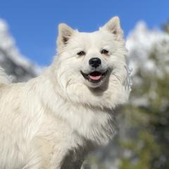 Luxe - American Eskimo Dog