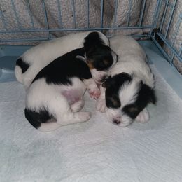 Biewer Terrier puppies from Donna's Biewer Terriers