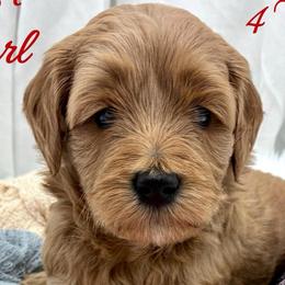 Red Girl - Red  female Goldendoodle puppy in Travelers Rest, South Carolina from Bailey Mountain Doodles
