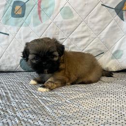 Gigi - Blue female Shih Tzu puppy in Elgin, South Carolina from Silver Bells Paw Prints