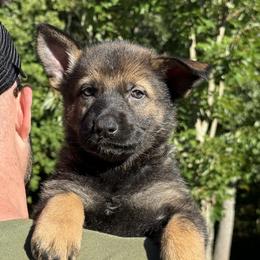Teal - Sable female German Shepherd puppy in Buffalo, West Virginia from Z Tykev Vino LLC