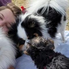 Pomeranians from Tanya's Pixie Pups
