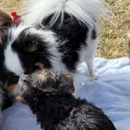 Pomeranians from Tanya's Pixie Pups
