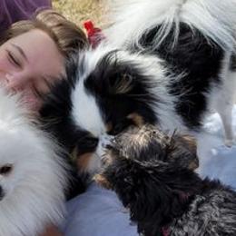 Pomeranians from Tanya's Pixie Pups