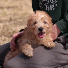 Kelly - Cream male Whoodle puppy in West Bend, Iowa from Blue Skies Terriers