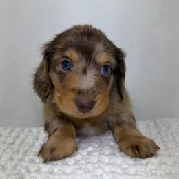 Hendrix - Dapple male Dachshund puppy in Pulaski, Tennessee from Billboard Doxies