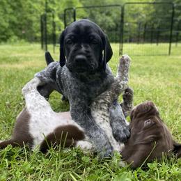 German Shorthaired Pointer Puppies from Thunder Mountain Gun Dogs