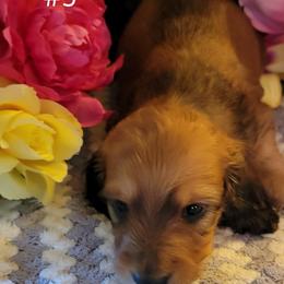 Dachshund Puppies from CLARK'S BREEDING PROGRAM