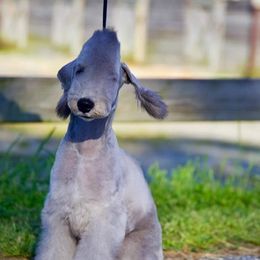 Valentina - Bedlington Terrier