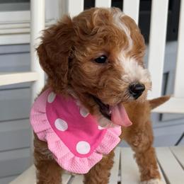 Clementine - Red  female Goldendoodle puppy in Chattanooga, Tennessee from Scenic City Doodles