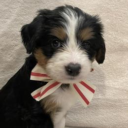 Girl 3 - Tri-color Bernedoodle puppy in Murray, Utah from Bernepups