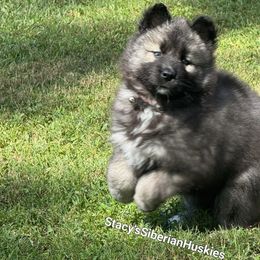 Jeera - Agouti and white female Siberian Husky puppy in Savannah, Georgia from Stacy's Siberian Huskies