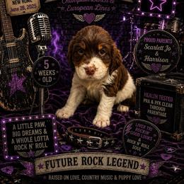 Ozzy - Liver white and tan male English Springer Spaniel puppy in Cookeville, Tennessee from Krossroads Kennel