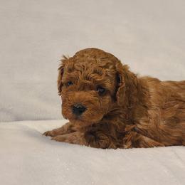 Poodle Puppies from Carolina Poodle Palace
