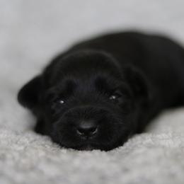 Poppy - Black female Miniature Schnauzer puppy in Tremonton, Utah from Rocky Mountain Schnauzer