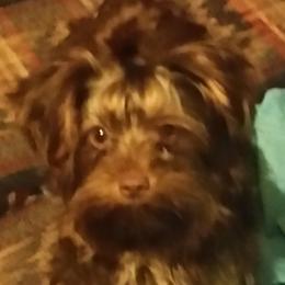 Mocha - Yorkshire Terrier
