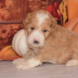Casper - Red male Bernedoodle puppy in Moulton, Iowa from Shondel Puppy Paws