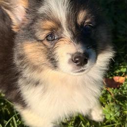 Timber 2 - Black and white male American Corgi puppy in Heyworth, Illinois from Schumaker Corgis