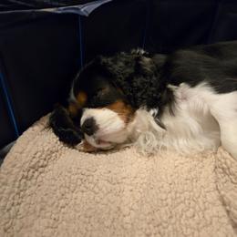 Ella - Cavalier King Charles Spaniel