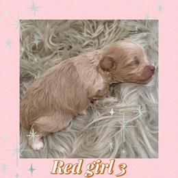 Red girl 3 - Wheaten female Miniature Schnauzer puppy in Pflugerville, Texas from K&K Precious Tx schnauzers