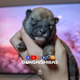 AKIRA - Red male Shiba Inu puppy in Minnesota from BonsaiShibas