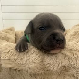 Mr  Green - Blue and white male Staffordshire Bull Terrier puppy in Dawsonville, Georgia from WEAT Pack