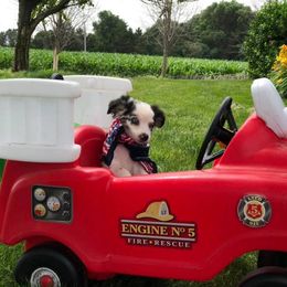 Australian Shepherd, Miniature Australian Shepherd, and Toy Australian Shepherd Puppies from Osborne's Aussies