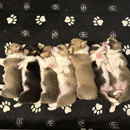 Pembroke Welsh Corgis from Honey Loaf Corgis