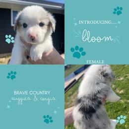 Bloom - Blue merle and white female American Corgi puppy in Brownstown, Indiana from Brave Country Kennels