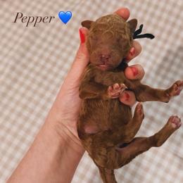 Pepper - Red  male Goldendoodle puppy in La Porte, Texas from B+C Doodles