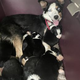 Bernedoodle and Border Collie Puppies from Joni Gibson's Bernedoodles