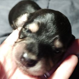 Black and Cream - Black and cream male Dachshund puppy in Macon, Missouri from Angelic Doxies