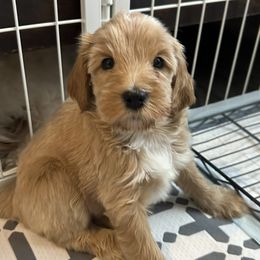 Goldendoodle Puppies from Ritzy Creek Doodles