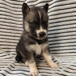 AKC Lilly - Agouti and white female Siberian Husky puppy in Cedarville, Ohio from Evereve Kennels