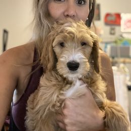 Goldendoodle Puppies from Totally Texas Doodles
