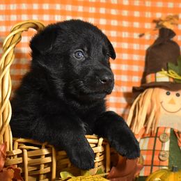 White Collar Boy - Black male German Shepherd puppy in Oxford, Arkansas from Atlas Shepherds