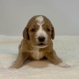 Papaya - Apricot female Goldendoodle puppy in Kenansville, North Carolina from J+A Family Doodles