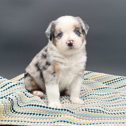 Kruz - Blue merle male Miniature Australian Shepherd puppy in Covington, Pennsylvania from Rigas Mini Aussies LLC