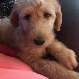 Labradoodle Puppies from Hippie Hollow Doodles