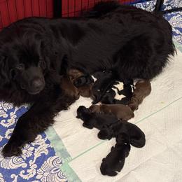 Newfoundland Puppies from Amanda Robinson