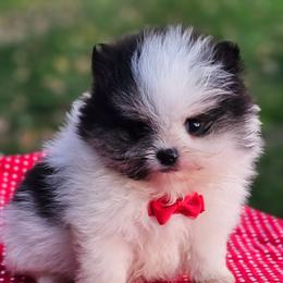 Benny - Tri-colored male Pomeranian puppy in Utica, Ohio from Poodle Me Crazy